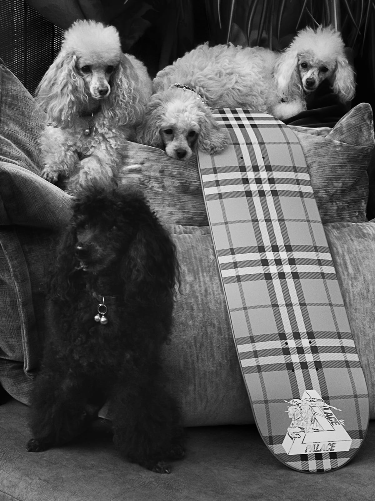 Black-and-white photo of a Palace x Burberry check skateboard deck leaning on a sofa with the Tri-Ferg and knight graphic at its tail, four poodles around it